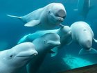 Marineland, a once popular tourist attraction in Niagara Falls, is threatening to euthanise 30 Beluga whales. 