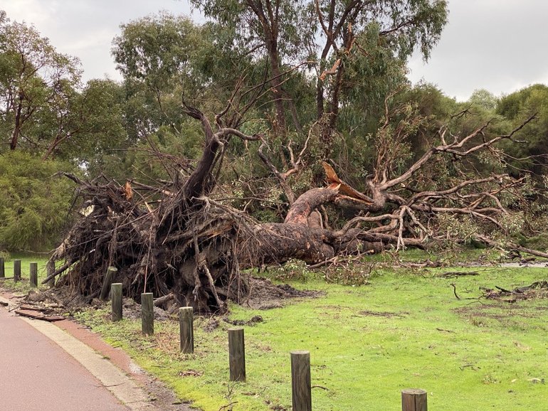 Two people have died after a tree fell on them in Tasmania. 