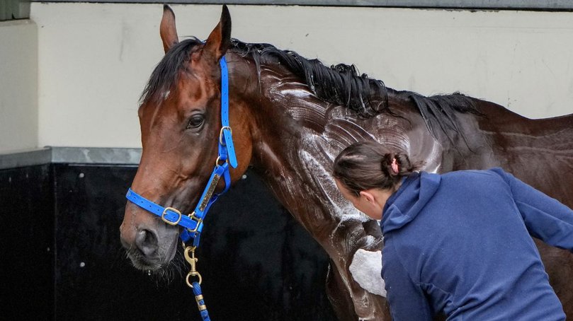 Absurde will run in the Caulfield Cup ahead of the Melbourne Cup.