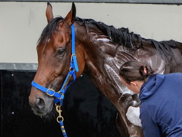 Absurde will run in the Caulfield Cup ahead of the Melbourne Cup. 