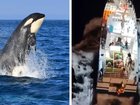 A terrified family has been rescued from the ocean after their yacht was attacked by a pod of killer whales.