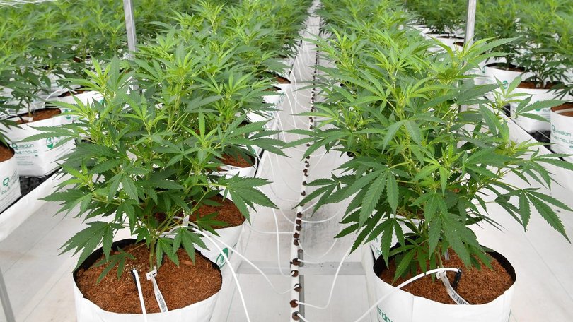 The number of Australians using medicinal cannabis has passed one million.