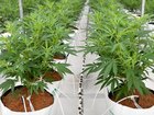 The number of Australians using medicinal cannabis has passed one million. 