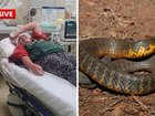 A young girl was rushed to hospital with a tiger snake bite.