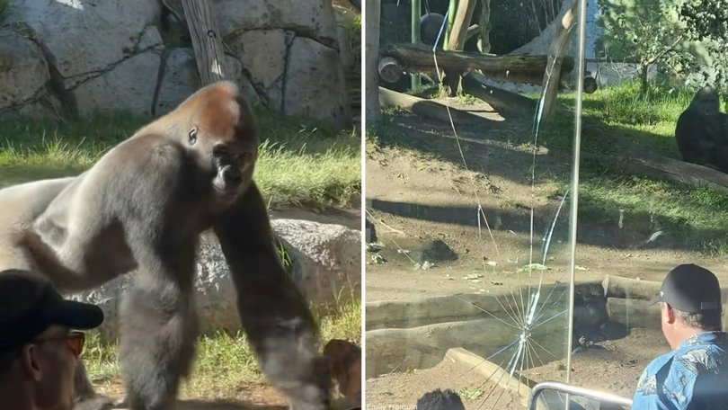 Zoo-goers were left screaming and scrambling as a massive gorilla launched itself at the glass