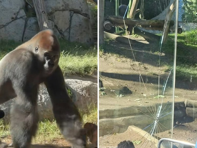 Zoo-goers were left screaming and scrambling as a massive gorilla launched itself at the glass