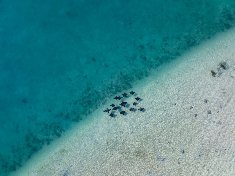 A fever of stingrays swim in a shallow part of the beach.