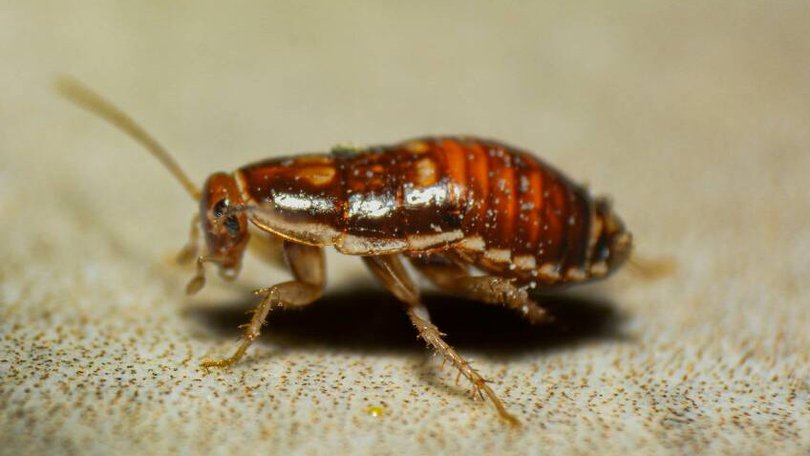Cockroaches are taking over Sydney. Photo by matheus ferreira on Unsplash