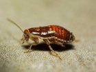Cockroaches are taking over Sydney. Photo by matheus ferreira on Unsplash