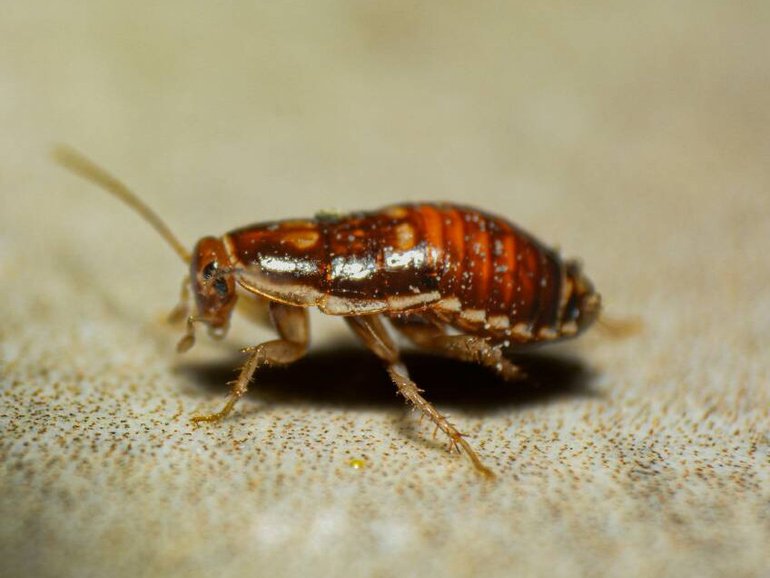 Cockroaches are taking over Sydney. Photo by matheus ferreira on Unsplash