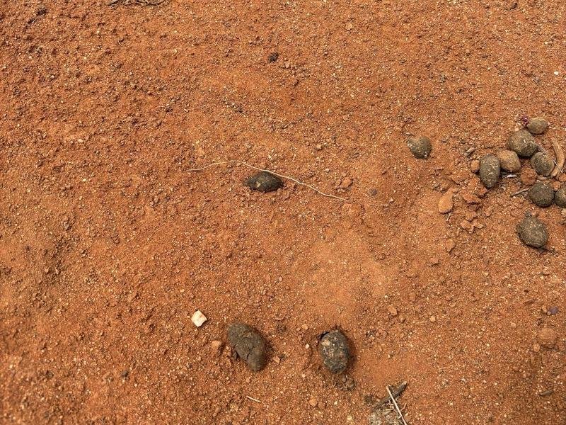 A footprint found in the search for four-year-old Gus, missing on a sheep station in outback SA.