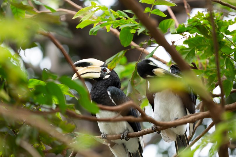 Take in the beautiful wildlife in Koh Lanta.