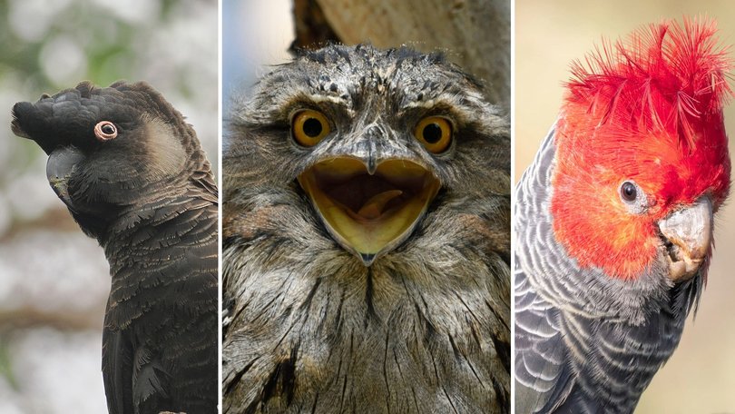 Australia’s 2025 Bird of the Year has been announced, with three iconic species soaring to the top in one of the closest contests yet.