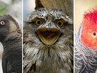 Australia’s 2025 Bird of the Year has been announced, with three iconic species soaring to the top in one of the closest contests yet.