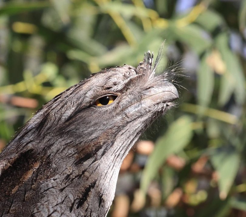 Winner of the 2025 bird of the year award.