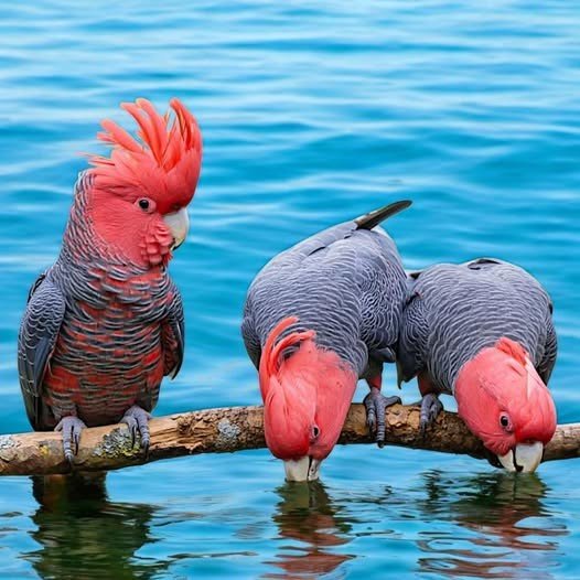 Gang-gang Cockatoo.