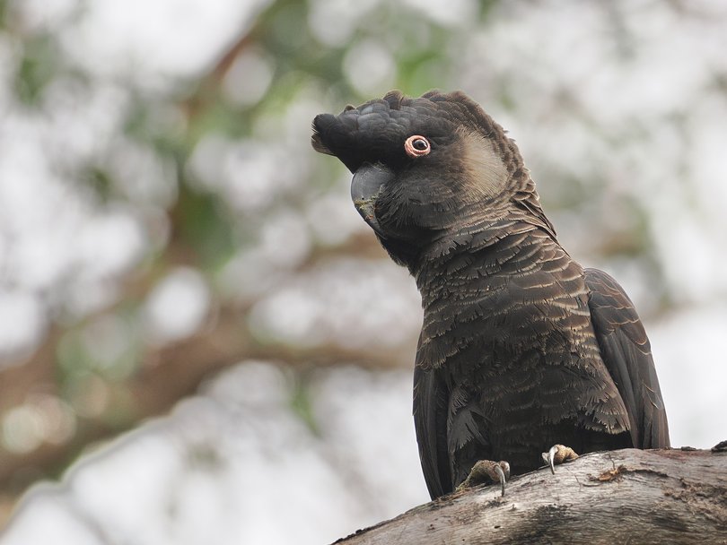 Baudin's Black Cockatoo almost crowned the bird of the year champ.