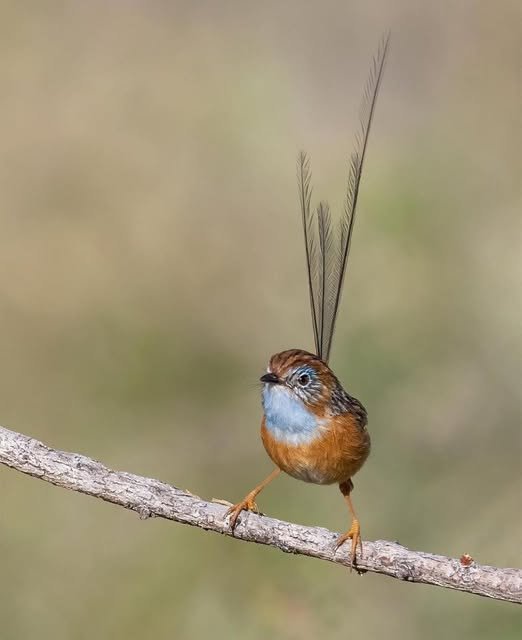 Southern Emu Wren was one of the front runners for bird of the year.