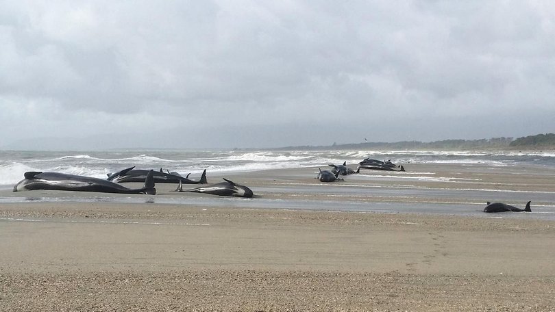 A group of pilot whales have died at Twilight Beach on New Zealand's North Island (file photo). (AP PHOTO)