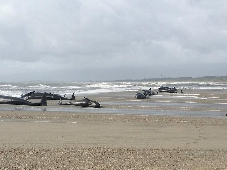 A group of pilot whales have died at Twilight Beach on New Zealand's North Island (file photo). (AP PHOTO)