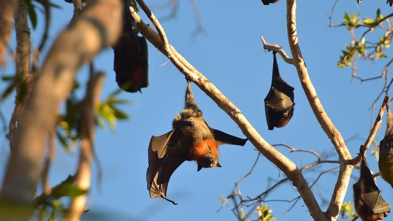 If anyone comes into contact with a bat bite or a bat scratch, they should seek emergency treatment.