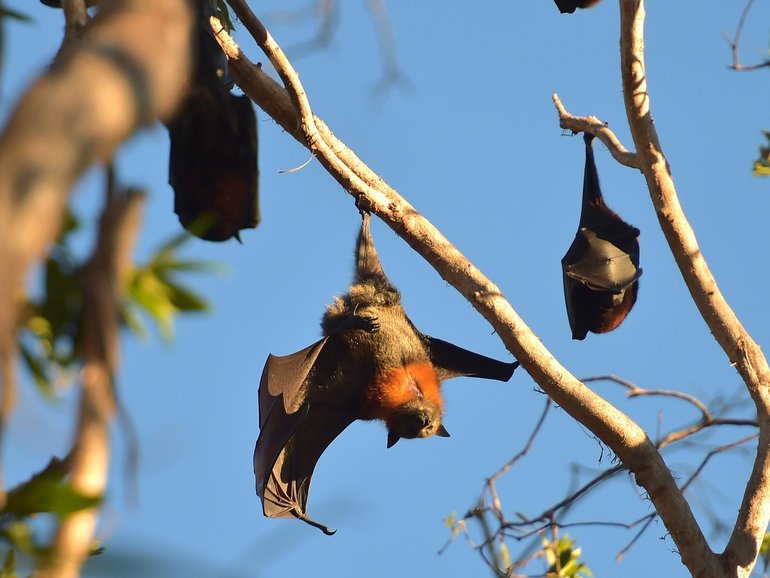 If anyone comes into contact with a bat bite or a bat scratch, they should seek emergency treatment.