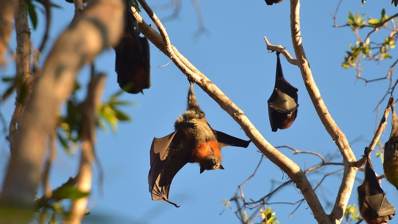 If anyone comes into contact with a bat bite or a bat scratch, they should seek emergency treatment.