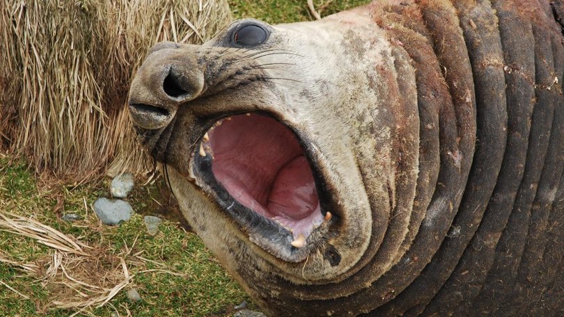 Research scientists are seeing unusual levels of elephant seal deaths on Heard Island. (Paul Carter/AAP PHOTOS)