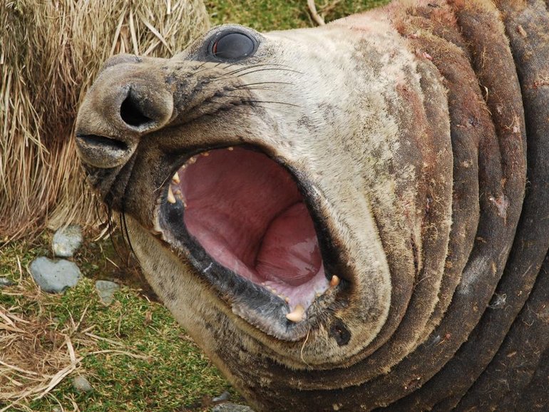 Research scientists are seeing unusual levels of elephant seal deaths on Heard Island. (Paul Carter/AAP PHOTOS)