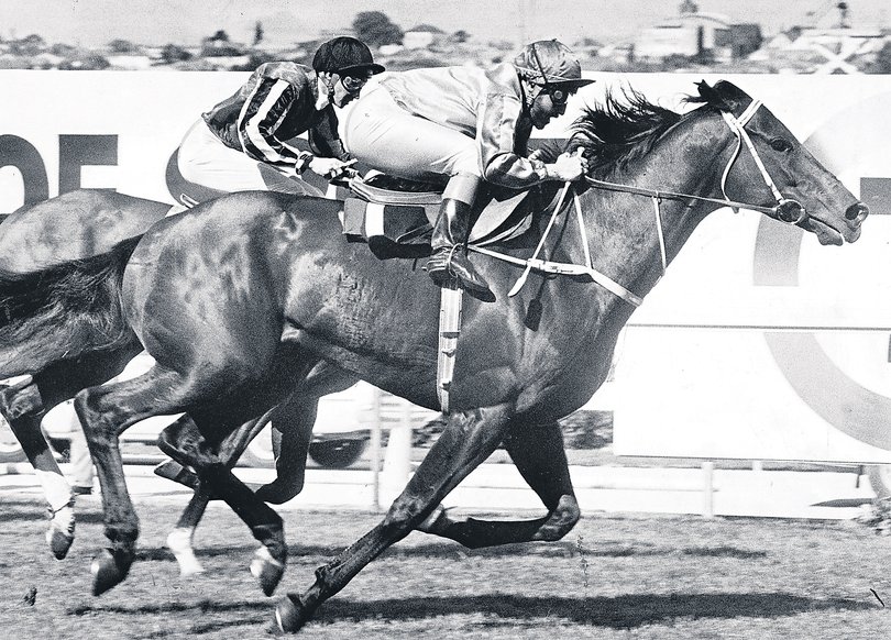 Kingston Town wins the 1982 Cox Plate.