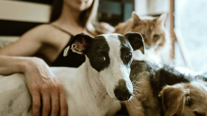 The findings show the east coast dominates for pet-friendly living, it's regional centres, not big cities, that really shine. Photo by Chewy on Unsplash