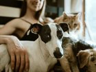 The findings show the east coast dominates for pet-friendly living, it's regional centres, not big cities, that really shine. Photo by Chewy on Unsplash