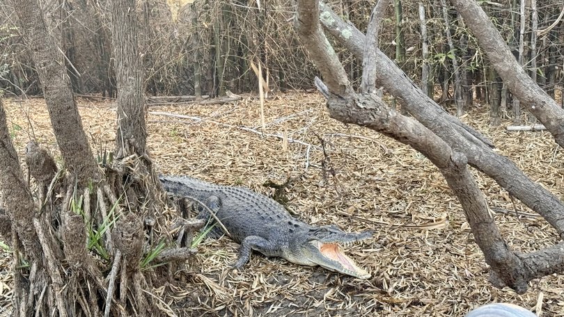 The teenager, believed to be visiting the area with two other friends, was fishing in waist-deep water when the suspected crocodile attack occurred.