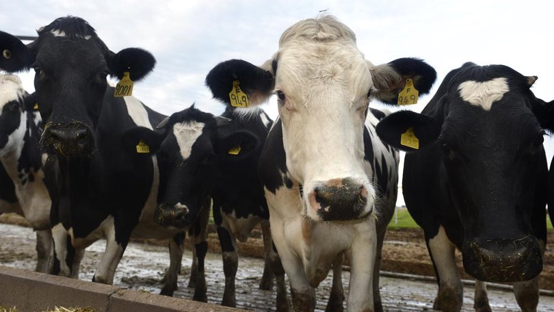 Rebecca Jane Hitchings, 59, was trampled to death by cows.
