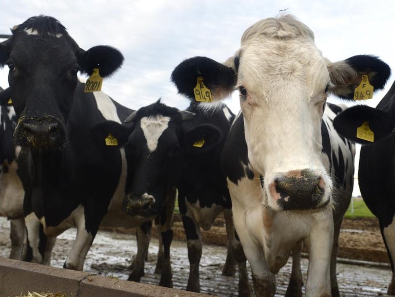 Rebecca Jane Hitchings, 59, was trampled to death by cows. 