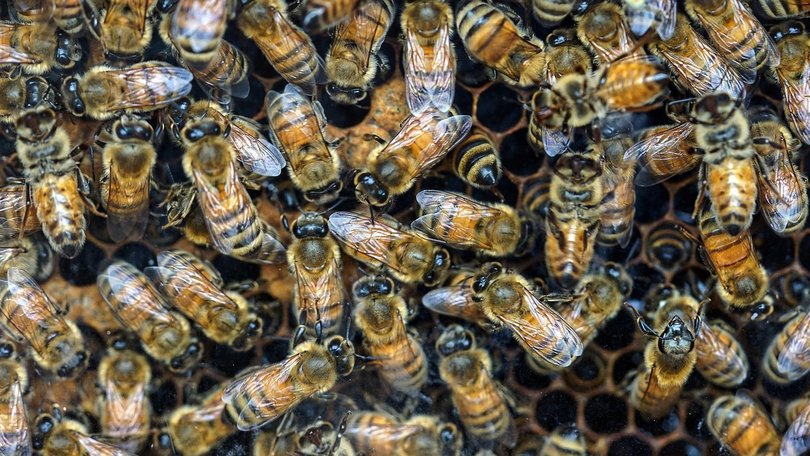 A woman and her father died after being engulfed by a swarm of bees after a car crash.