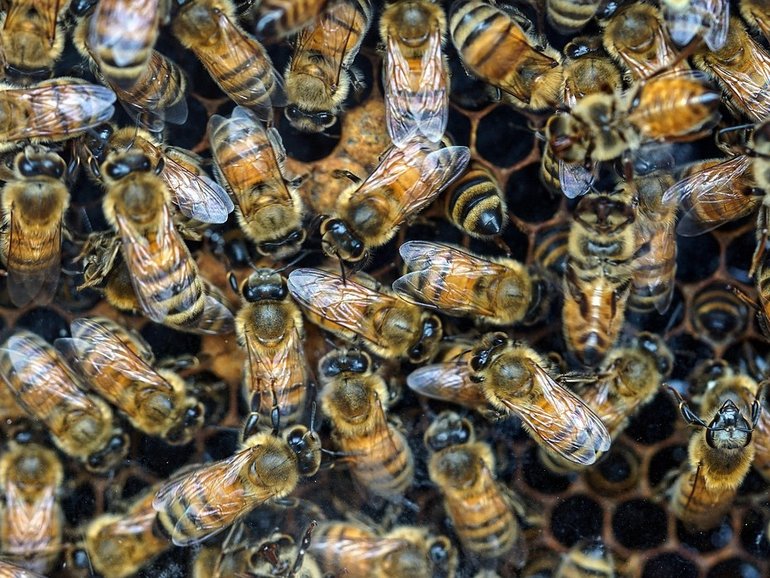 A woman and her father died after being engulfed by a swarm of bees after a car crash.