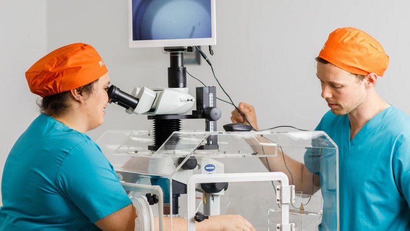 Traditional IVF workers.