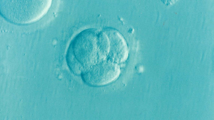 Embryo cells.