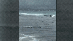 The shark feeding frenzy was captured off Snapper Rocks