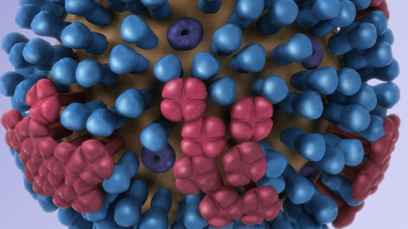 3D model of the influenza virus showing various proteins on the surface. Picture: Immunisation Coalition.