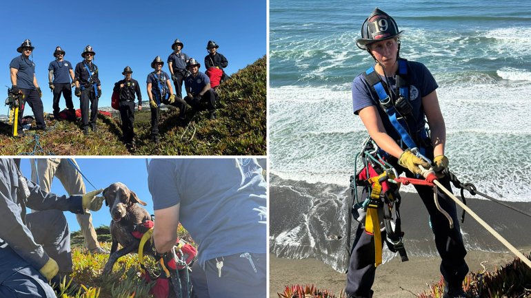 Dog rescued from cliff face by firefighters.