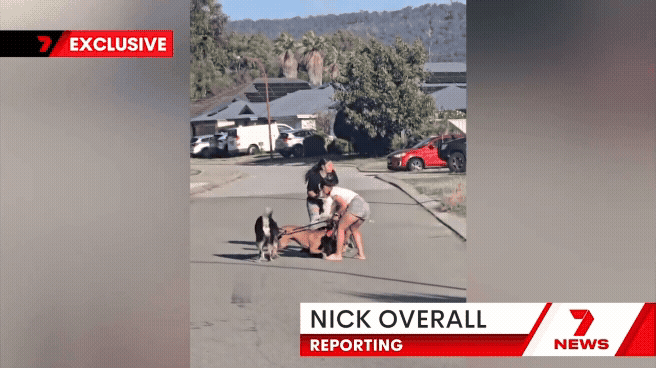 A German Shepherd was viciously mauled by two dogs in a ‘safe’ Perth suburb. 