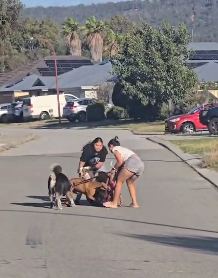 A dog is attacked by multiple dogs in Maddington
CREDIT: 7NEWS