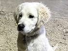 Owners of a six-month-old golden retriever have recounted its tragic death after being struck by lightning.