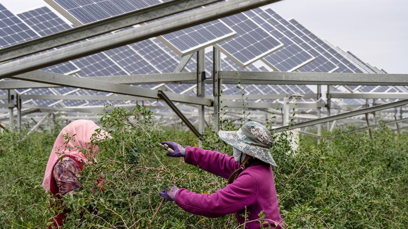 Workers prune goji berry bushes under solar panels at the Baofeng Agriculture-Photovoltaic Integration Industrial Base.