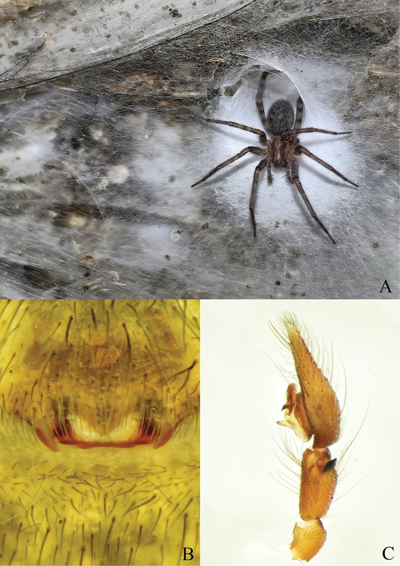 The scientists found about 69,000 barn funnel spiders as part of the 110,000-strong population.