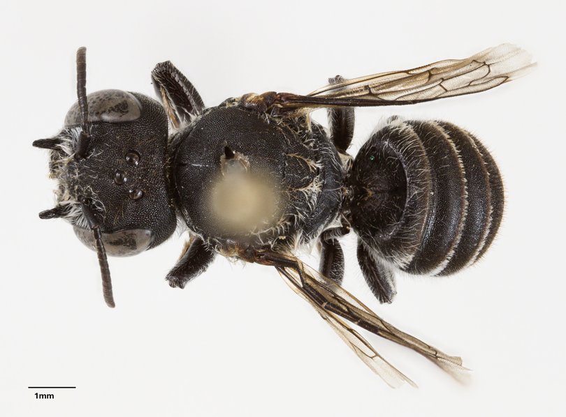 Native bee scientist Dr Kit Prendergast named the insect Megachili (Hackeriapis) Lucifer.