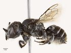 A new native bee species with tiny devil-like “horns” named Megachile (Hackeriapis) lucifer has been discovered in the  Goldfields.