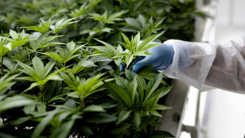 The man has been charged with stealing power to grow the crop inside his home.